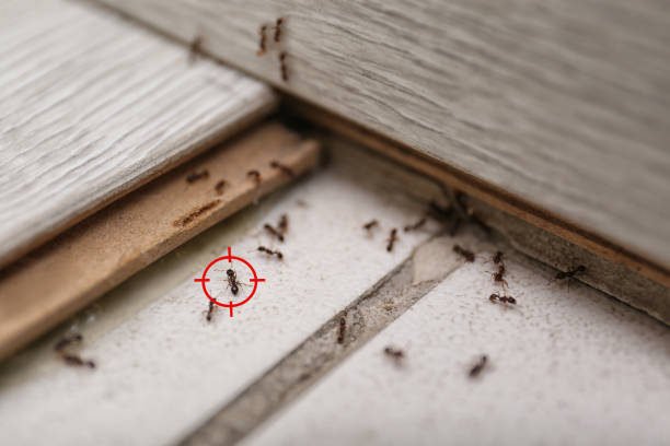 Best Cockroach Control Services  in Flemington, NJ