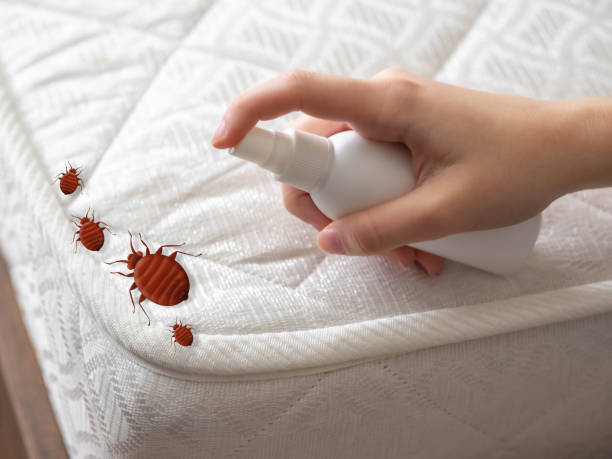Best Spider Control Near Me  in Flemington, NJ