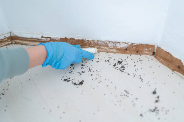 Best Pest Control Near Me  in Flemington, NJ